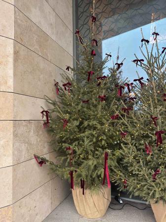 Продаю две Ёлки живые