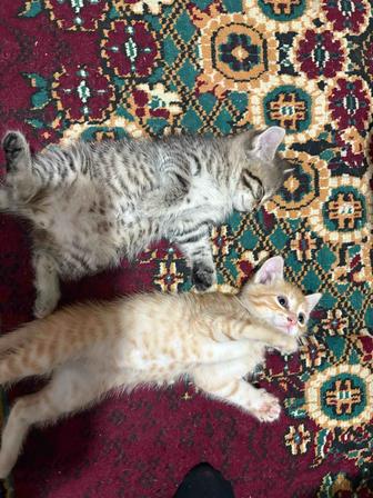 Отдам котят в добрые руки