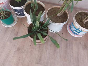 Цветы, лесной кактус