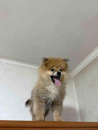 Померанский шпиц