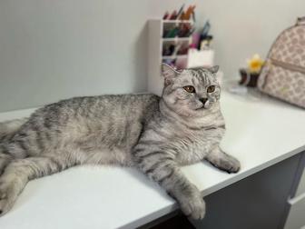 Отдам добрые руки кот