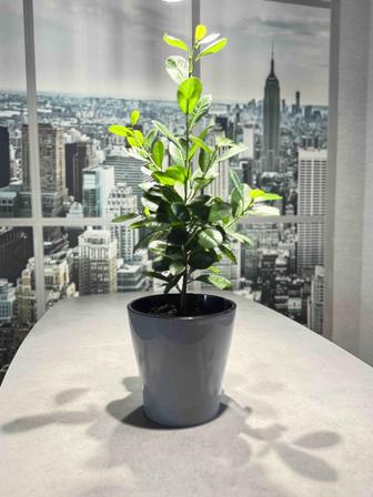 Фикус Мокламе