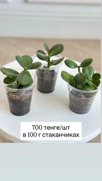 Денежное дерево, крассула хоббит