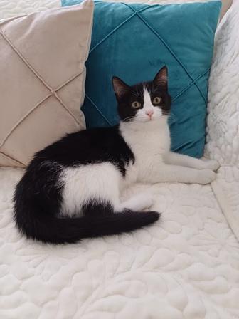 Отдам кошечку в добрые руки