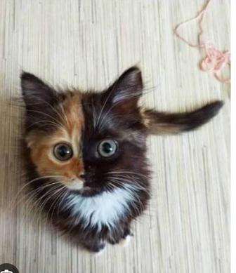 Отдам бесплатно котят в хорошие добрые руки