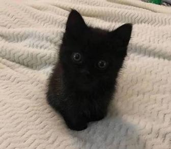 Отдам бесплатно котят в хорошие добрые руки