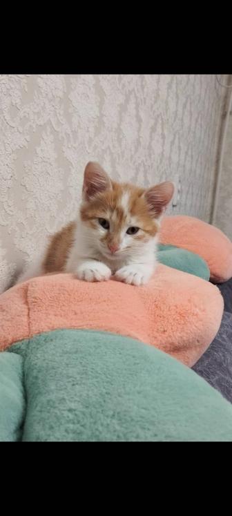 Котенок -мальчик ищет дом!