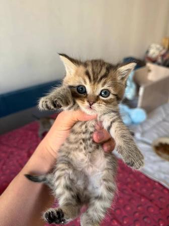 Котята шотландцы 1,5 мес