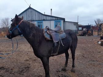 Үйретілген ат лошадь