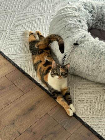 ищем хозяев для котика