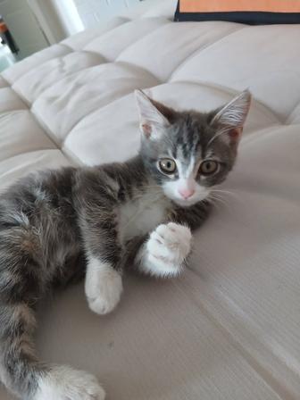 Отдам котенка