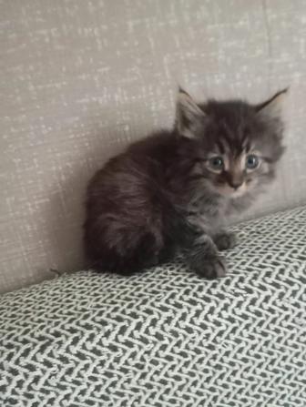 Отдам котенка