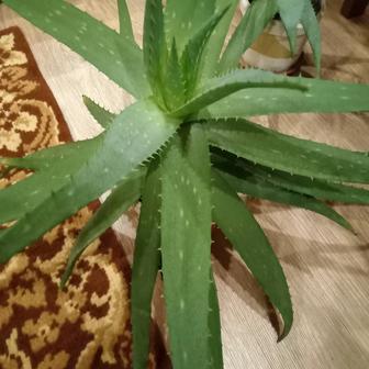 Алоэ Вера больше 3лет, берите пока есть