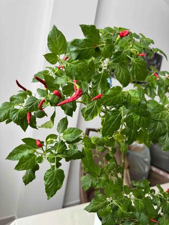 Перец Thai Hot - живое дерево