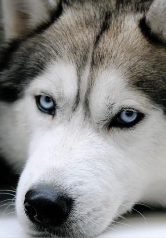 Сибирский хаски