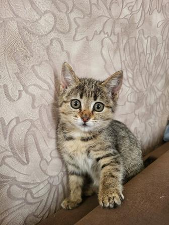 Котенок ищет дом