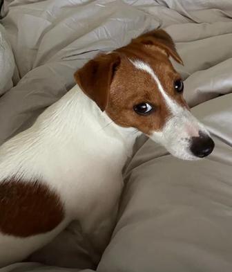 Найден Джек Рассел