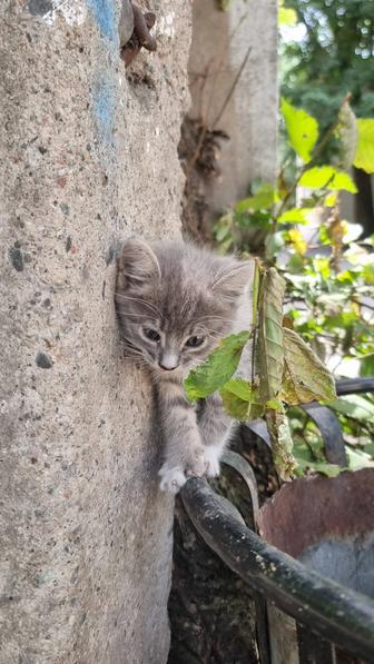 Отдам котенка