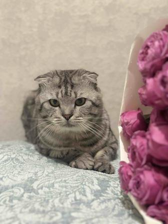 Отдам кота на добрые руки