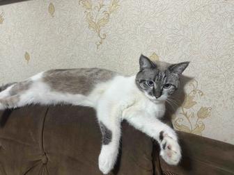 отдам даром, игривого кота.