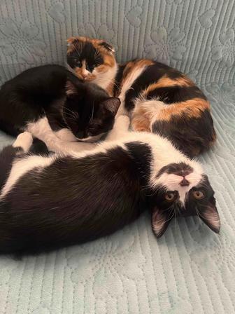 Отдам котят в хорошие руки порода scottish страйт