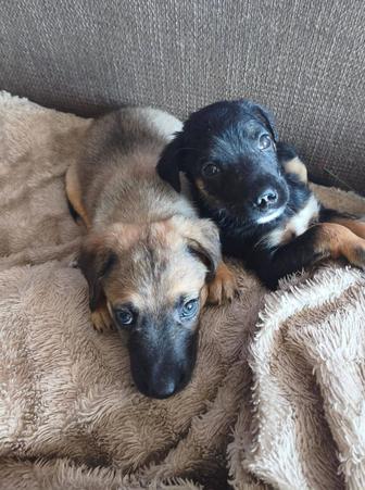 Щенки в поисках дома