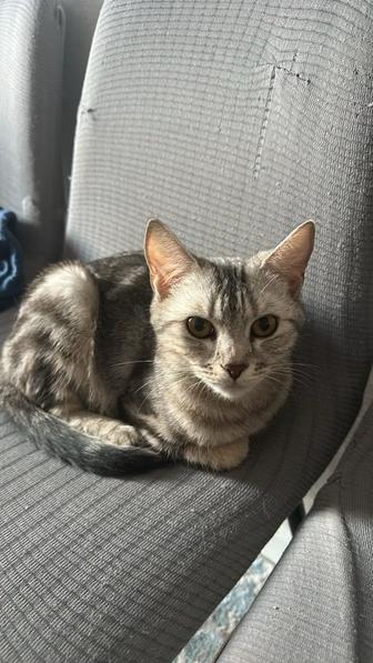 Кошка британка