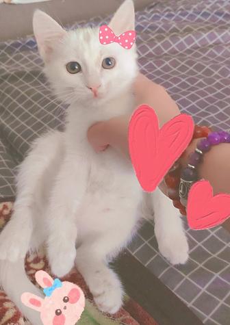 Котенок 1,5 месяца