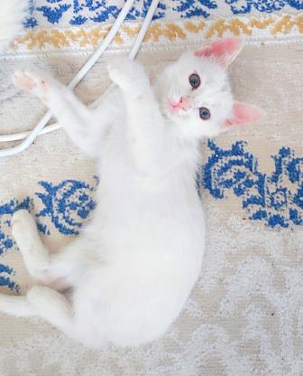Котенок 1,5 месяца