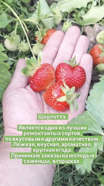 Саженцы Ремонтантной клубники