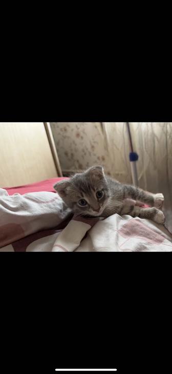 Котенок