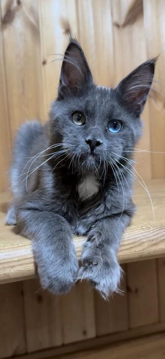 Котята Мейнкуны голубоглазые