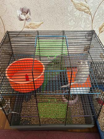 Белки бесплатно