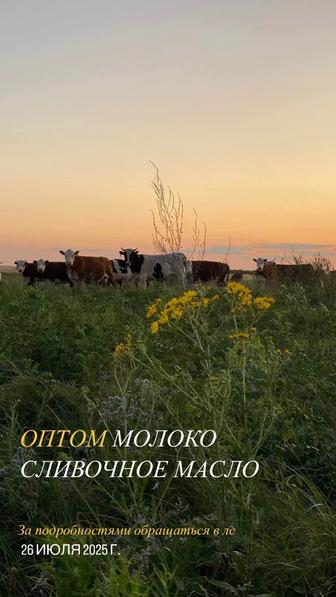 Молоко оптом, от 150 литров в день