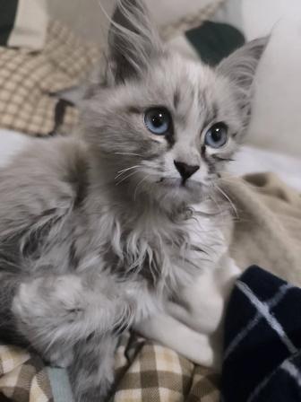 Отдам котенка