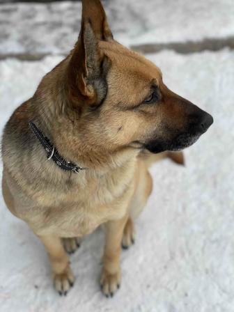 помесь ВЕО и Малинуа, ищем новый дом