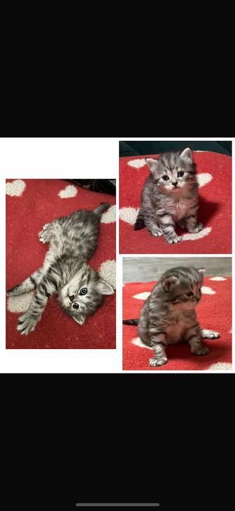 Продам котенка СКОТТИШ СТРАЙТ