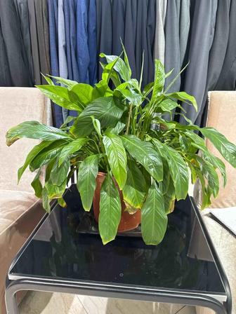 Отдам цветок в хорошие руки