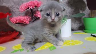 Шотлaндcкие котята вислоухие