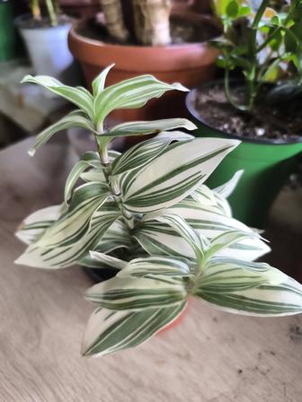 Традесканция альбовитата