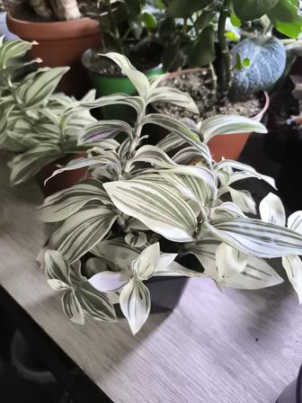 Традесканции альбовитата,Пинк Хилл,силламонтана и силламонтана виолет