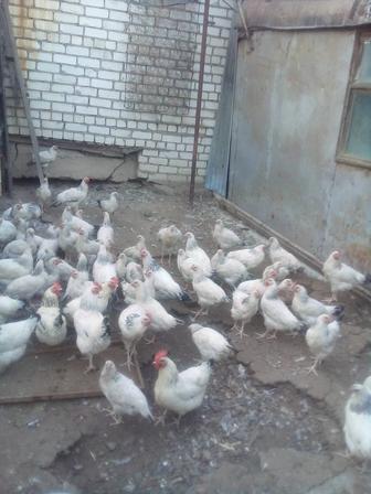 Продам цыплят Адлер 3х месяцев