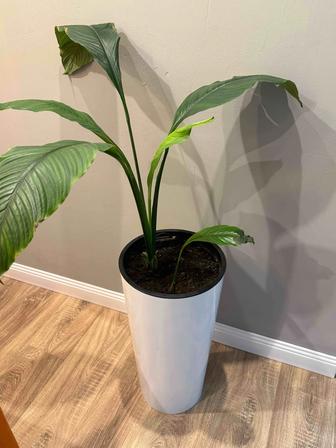 Цветок премиальный