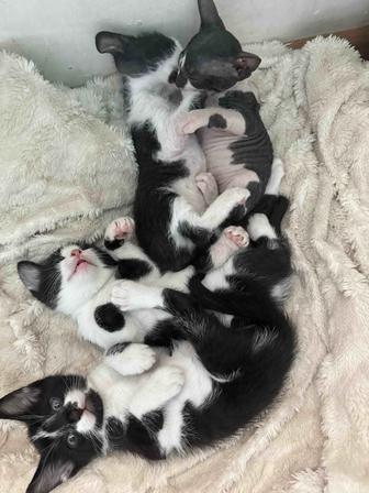 Отдам котят сфинкса