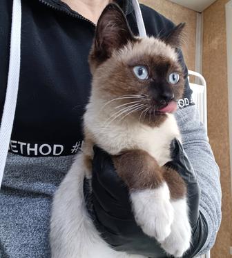 Котенок ласкуша СямСямыч ищет котородителей