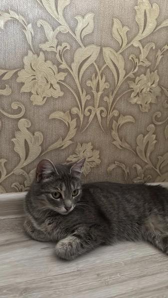 Отдам ласковую кошечку в добрые руки