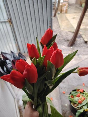 Тюльпаны по рзн