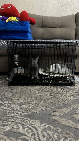 Декоративные кролики