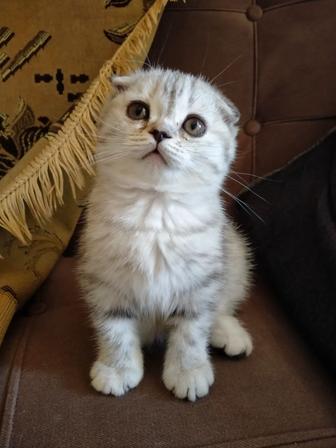 котенок скоттиш fold