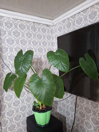 Алоказия цветок